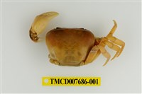 藏品(屏東澤蟹)的圖片